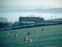 17th century farmhouse and sheep in field on a misty morning, Luddenden Foot, West Yorkshire